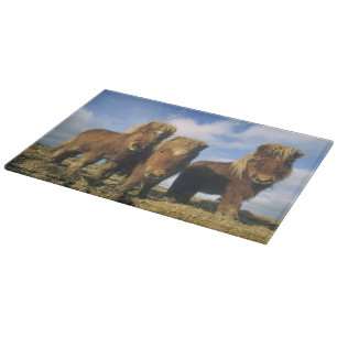 Planche À Découper Shetland Pony, îles Shetland continentales