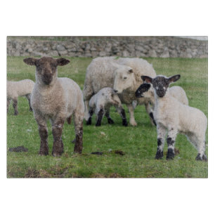 Planche À Découper Shetland Sheep