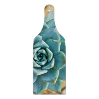 Succulent