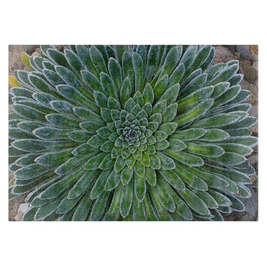 Planche À Découper Succulent plante du désert (Devant)
