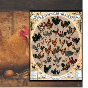 Planche À Découper Tableau des poulets et des coqs d'oiseaux vintages