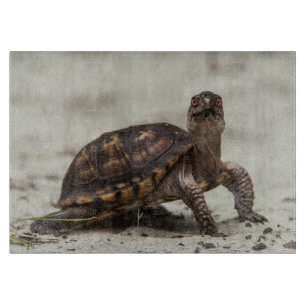 Planche À Découper Tortue-boîte commune