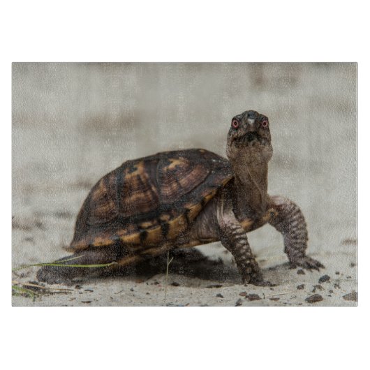 Planche À Découper Tortue-boîte commune (Devant)