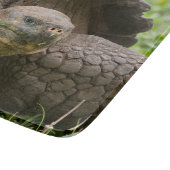 Planche À Découper Tortue géante (Coin)