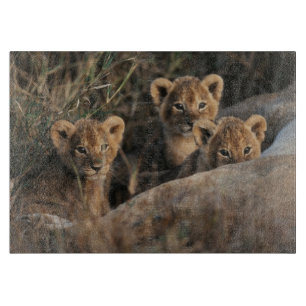 Planche À Découper Trio de bébés Lions âgés de six semaines assis