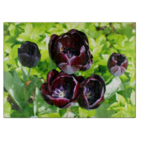 Tulipes noires de Hollande