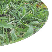 Planche À Découper Un papillon monarque (Coin)