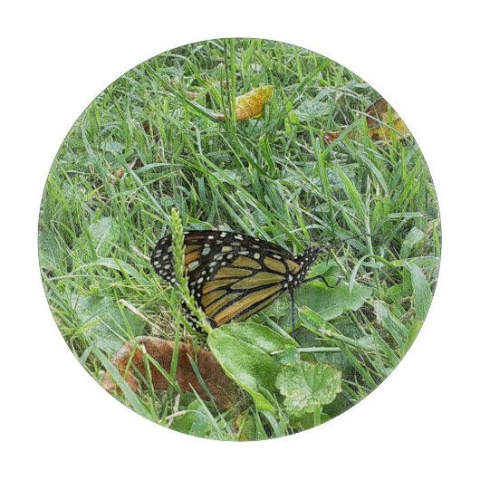 Planche À Découper Un papillon monarque (Devant)