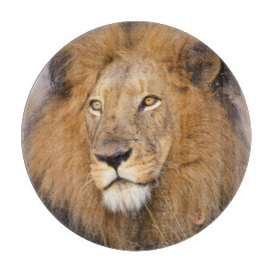 Planche À Découper Un portrait d'un Lion regardant au loin
