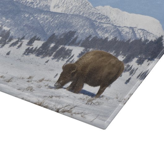 Planche À Découper USA, WY, Yellowstone NP, American Bison Bison (Coin)