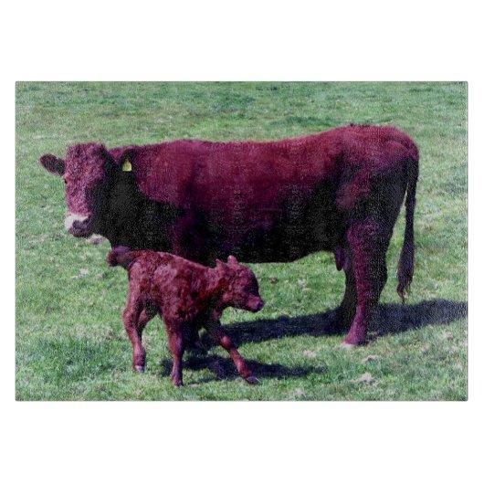 Planche À Découper Vache rouge du sud et veau à Devon (Devant)