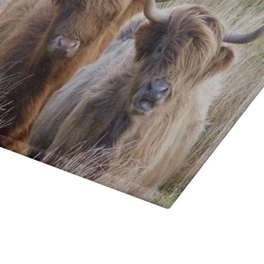 Planche À Découper Vaches écossaises des Highlands (Coin)