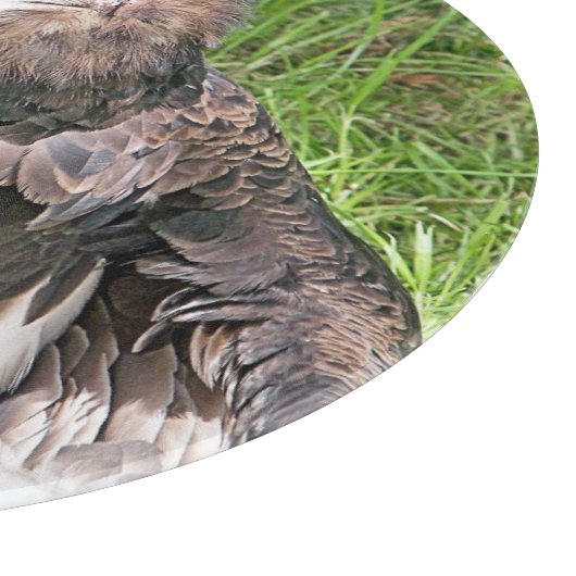 PLANCHE À DÉCOUPER VULTURE (Coin)