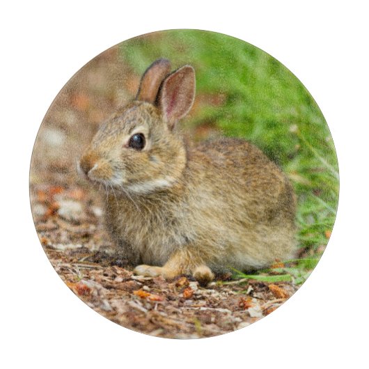 Planche À Découper WA, Redmond, lapin bébé de l'est (Devant)