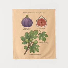 Planche Botanique Figue Ficus Carica Wandkleed