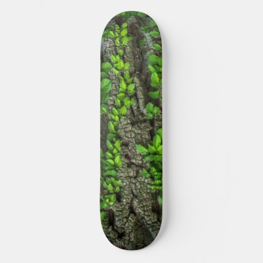 Planche de skateboard de l'arbre forestier (Recto)