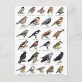 Planche oiseaux des jardins briefkaart (Voorkant)