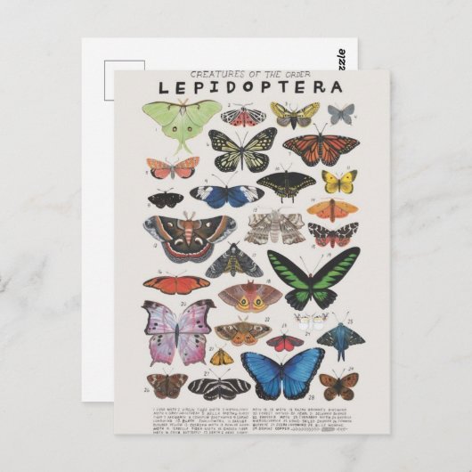 Planche papillon briefkaart (Voorkant / Achterkant)