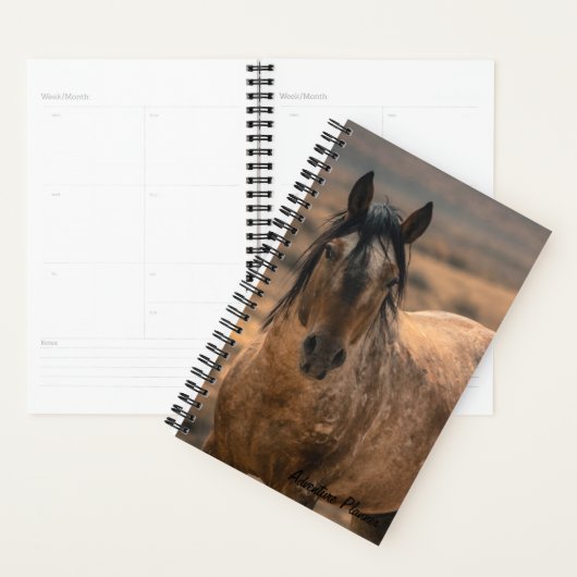 Planificateur d'aventure avec Sir Behr (Devant avec enveloppe)