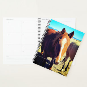 Planificateur de chevaux