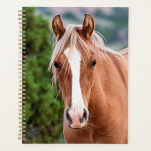 Planificateur de chevaux sauvages
