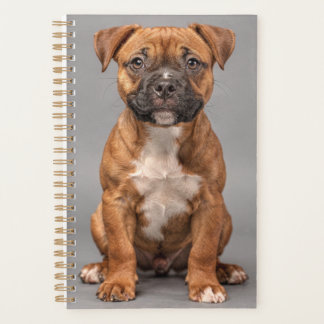 Planificateur de chiot Staffordshire Bull Terrier