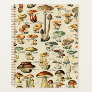 Planificateur de collection de champignons