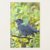 Planificateur de photos d'oiseaux (Devant)
