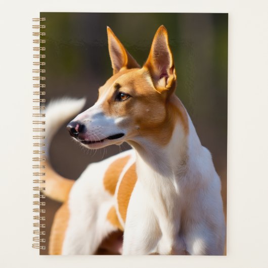 Planificateur de Podenco Ibicenco (Devant)