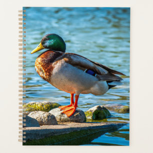 Planificateur de Stillness on the Shore (Mallard)