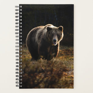 Planificateur d'ours