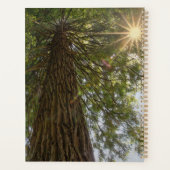 Planificateur Forêt Paisible avec Lumière Dorée (Dos)