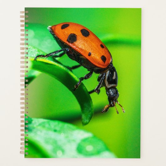 Planificateur Macro Coccinelle Notes Quotidiennes  (Devant)