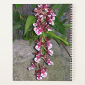 Planificateur - Orchidée arc-en-ciel Tolumnia Jair (Dos)