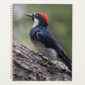 Planificateur Pic à tête rouge | Art de l'oiseau d