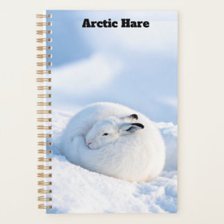 Planificateur pour Lièvre Arctique