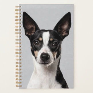 Planificateur pour Toy Fox Terrier