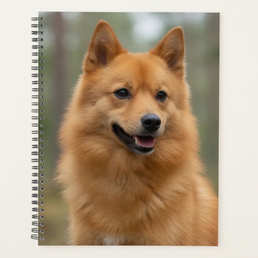 Planificateur Spitz finlandais (Devant)