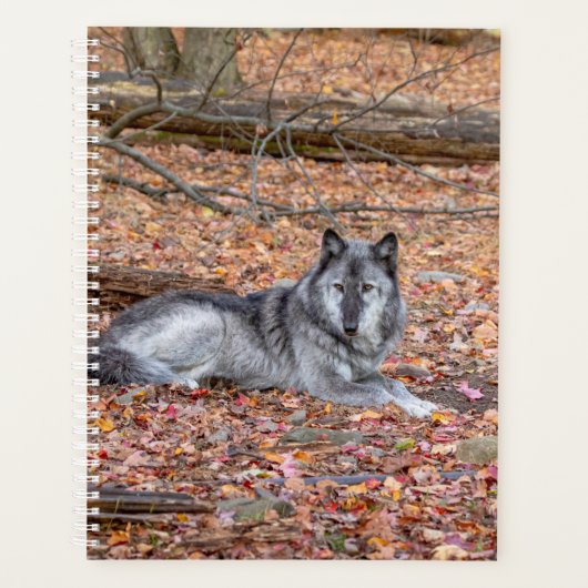 Planificateur Wolf 2024 (Devant)