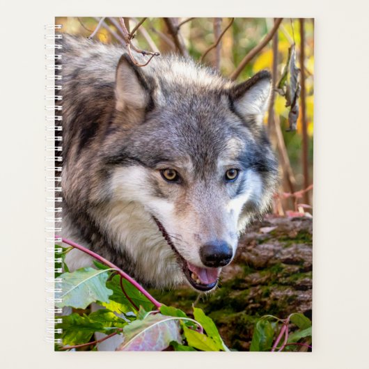 Planificateur Wolf 2024 (Devant)