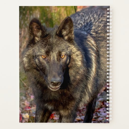 Planificateur Wolf 2024 (Dos)