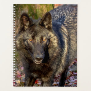 Planificateur Wolf 2024