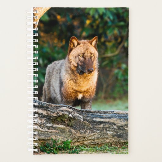 Planificateur Wolf Solo (Devant)