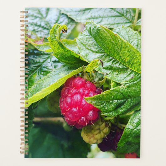 Planning de Raspberry (Devant)