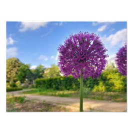 Plant Allium Foto Prints Afdruk