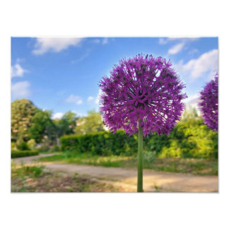 Plant Allium Foto Prints Afdruk
