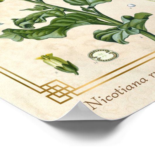  Plant Aztec Tabak Botanisch Poster (Hoek)