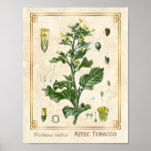  Plant Aztec Tabak Botanisch Poster (Voorkant)