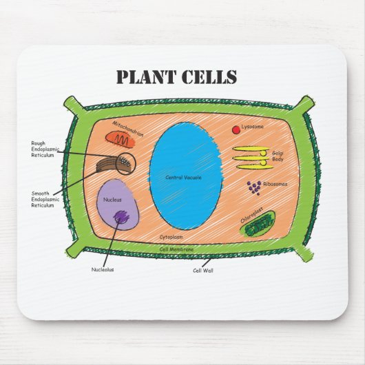Plant celdiagram muismat (Voorkant)