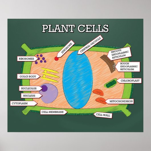 Plant cellen *UPDATED* Poster (Voorkant)